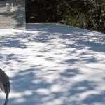 Flat polyurethane roof in shade of trees